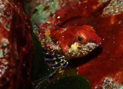 Artedius harringtoni