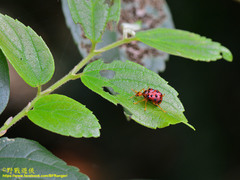 Agomadaranus pardaloides