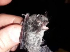 Myotis alcathoe