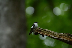 Ficedula semitorquata