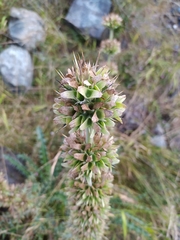 Morina persica