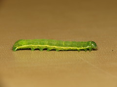 Cosmia trapezina