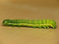 Cosmia trapezina