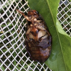 Dytiscus dimidiatus