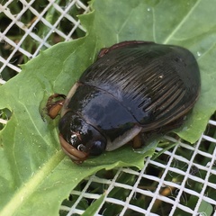 Dytiscus dimidiatus