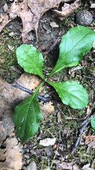 Pyrola elliptica