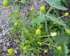 Golden Mayweed - Photo (c) יאיר אור, some rights reserved (CC BY-NC-SA), uploaded by יאיר אור