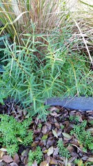 Veronica strictissima