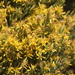 Ericameria ericoides - Photo (c) barry_thomson, algunos derechos reservados (CC BY-NC), subido por barry_thomson
