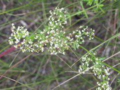 Galium semiamictum