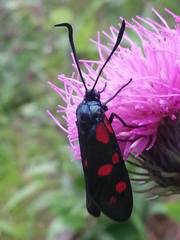 Zygaena filipendulae
