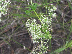 Galium semiamictum