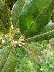 Hieronyma macrocarpa