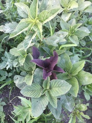 Amaranthus hypochondriacus