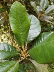 Hieronyma macrocarpa