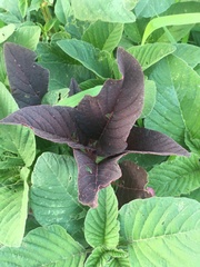 Amaranthus hypochondriacus