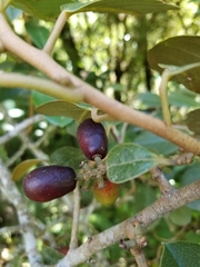 Hieronyma macrocarpa