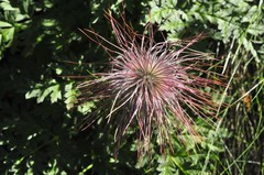 Pulsatilla
