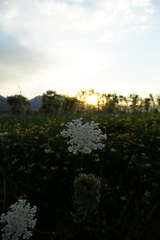 Daucus carota