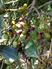 Hieronyma macrocarpa