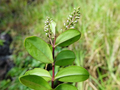 Image of Veronica obtusata by (c) Jacqui Geux, some rights reserved (CC BY)