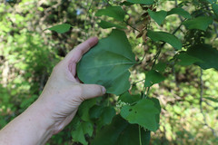 Cocculus carolinus
