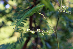 Cocculus carolinus