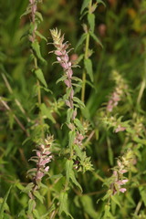 Odontites vulgaris