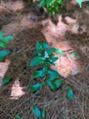 Sericocarpus asteroides