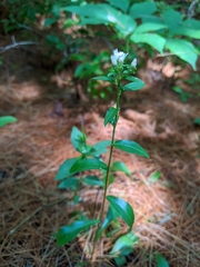 Sericocarpus asteroides