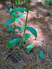 Sericocarpus asteroides