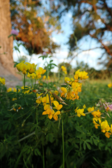 Lotus corniculatus