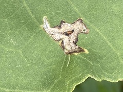 Calycomyza platyptera