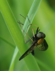 Chrysopilus thoracicus