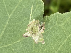 Calycomyza platyptera