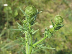 Cirsium ukranicum