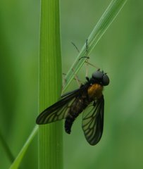 Chrysopilus thoracicus
