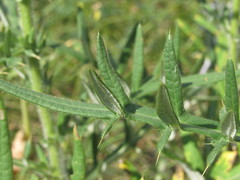 Cirsium ukranicum