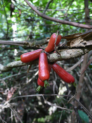 Sabicea rosea
