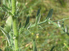 Cirsium ukranicum