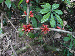 Sabicea rosea