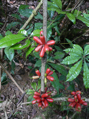 Sabicea rosea