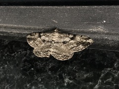 Peribatodes rhomboidaria