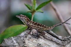 Anolis lineatus