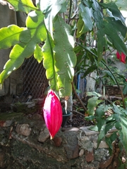 Epiphyllum oxypetalum