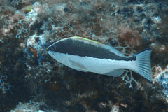 Mycteroperca interstitialis