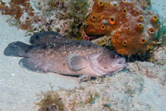 Rypticus saponaceus