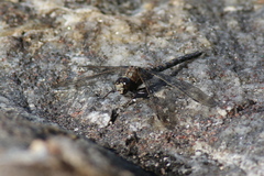 Aeshna caerulea