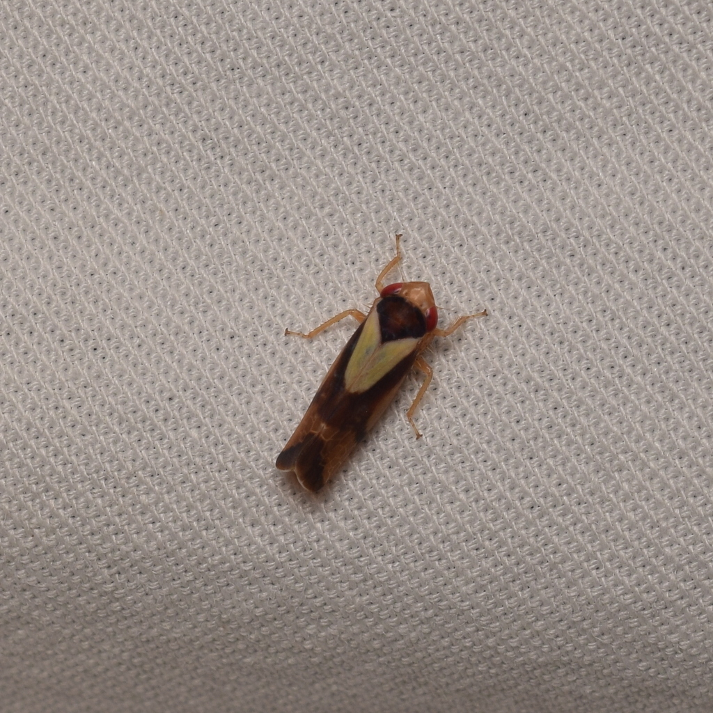 Pasadenus chicanus