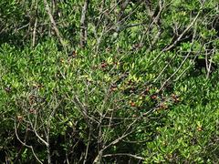 Planchonella costata